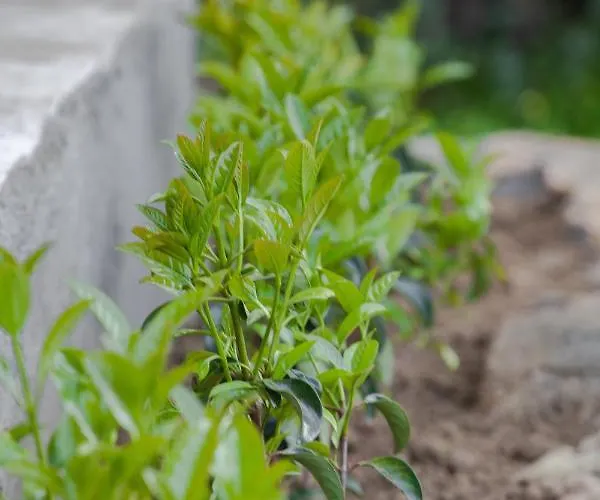 Vartan's Summer House * Kalamákion